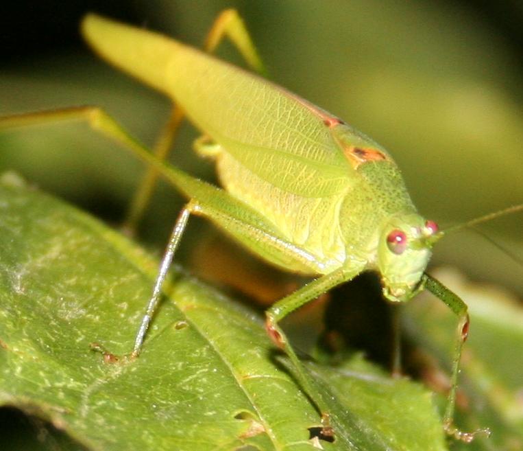 Phaneroptera ...?